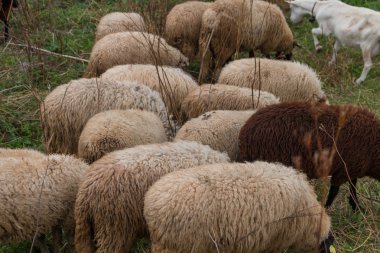 çim otlatma koyun sürüsü