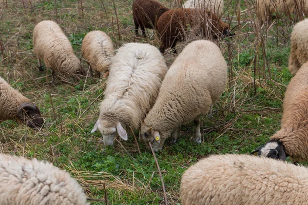 Bando de ovinos pastando grama — Fotografia de Stock