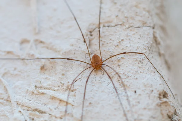 Pequena aranha na parede — Fotografia de Stock