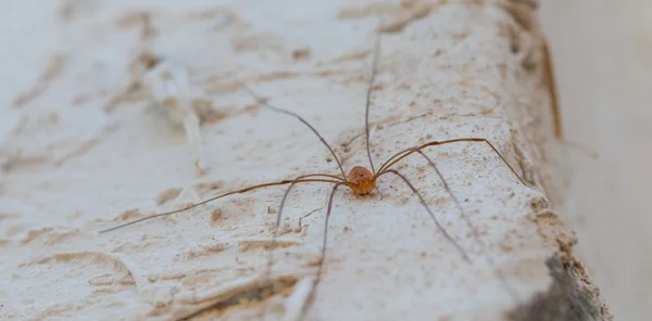 Pequena aranha na parede — Fotografia de Stock