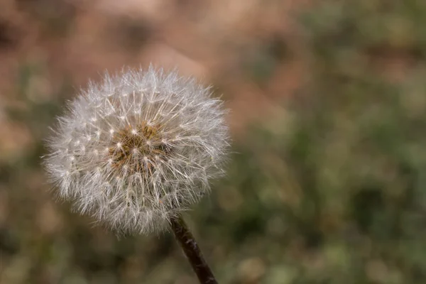 Paardebloem close-up — Stockfoto