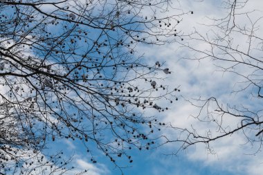 Karlı dalları arka plan