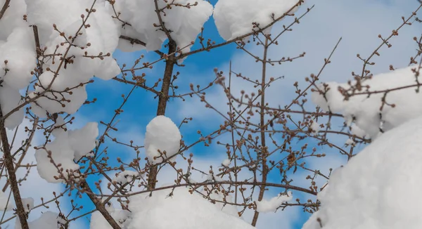 Neve ramos fundo — Fotografia de Stock