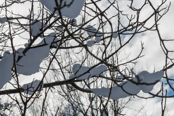Neve ramos fundo — Fotografia de Stock