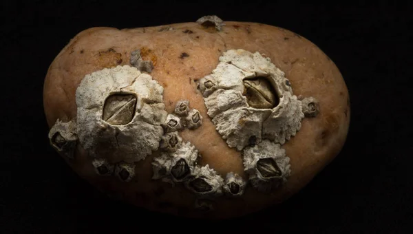 Barnacles attached on stone macro — Stock Photo, Image