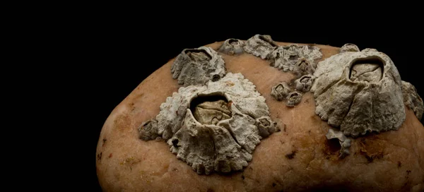 Barnacles attached on stone macro — Stock Photo, Image