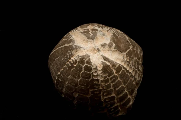 Fossils of sea urchins macro — Stock Photo, Image