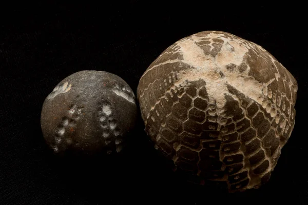 Fossils of sea urchins macro — Stock Photo, Image