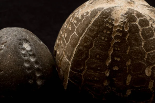 Fossils of sea urchins macro — Stock Photo, Image