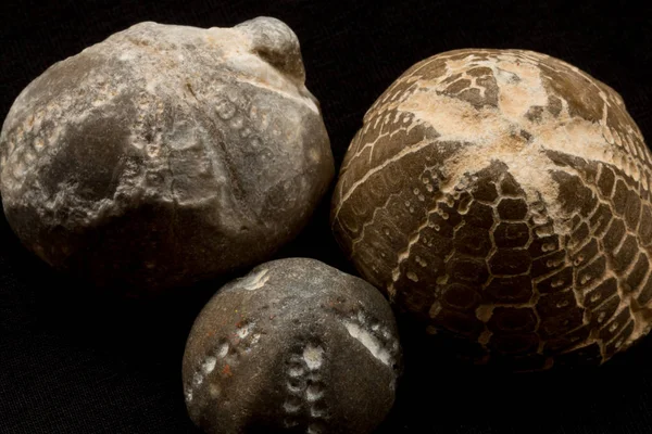 Fossils of sea urchins macro — Stock Photo, Image