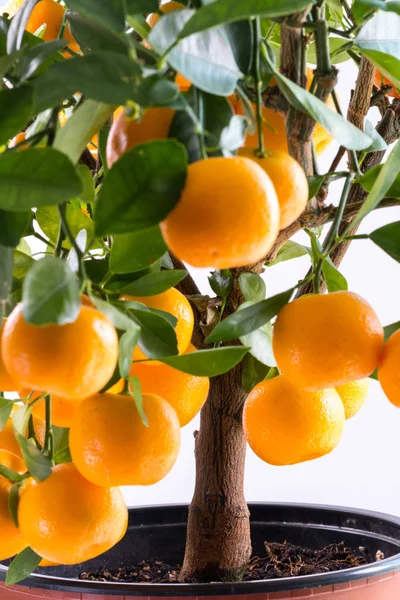 Citrofortunella ingår - Calamondin träd — Stockfoto