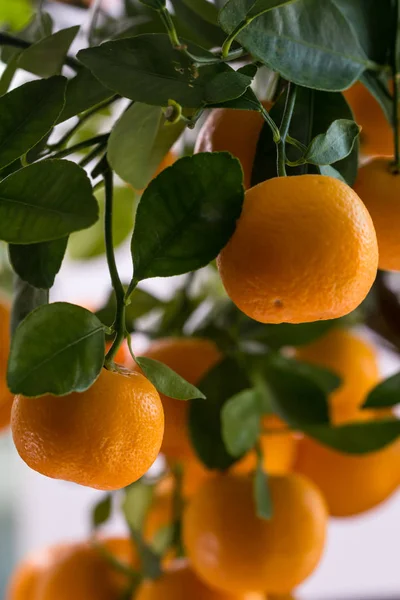 Citrofortunella ingår - Calamondin träd — Stockfoto