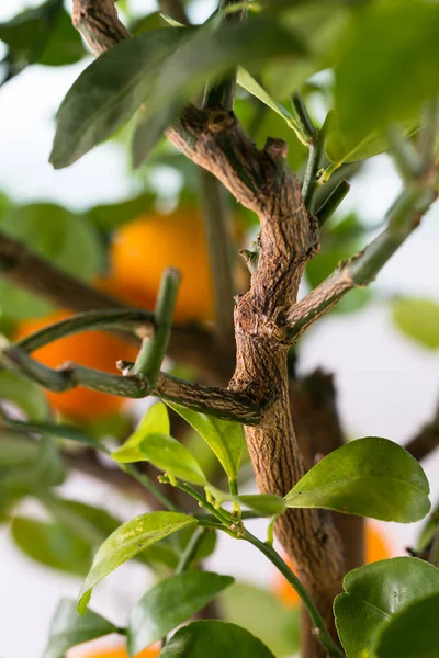 Citrofortunella ingår - Calamondin träd — Stockfoto