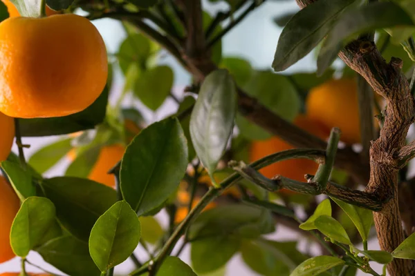 Citrofortunella ingår - Calamondin träd — Stockfoto