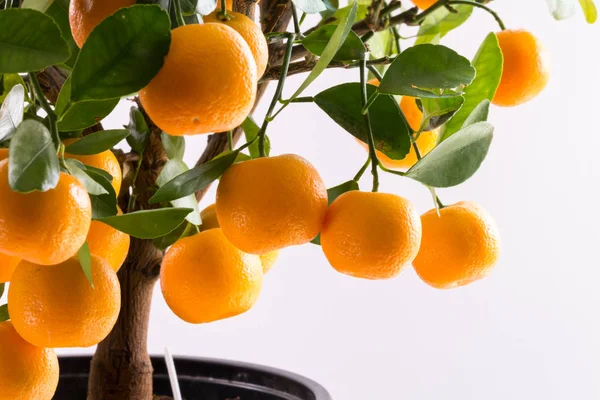 Citrofortunella ingår - Calamondin träd — Stockfoto