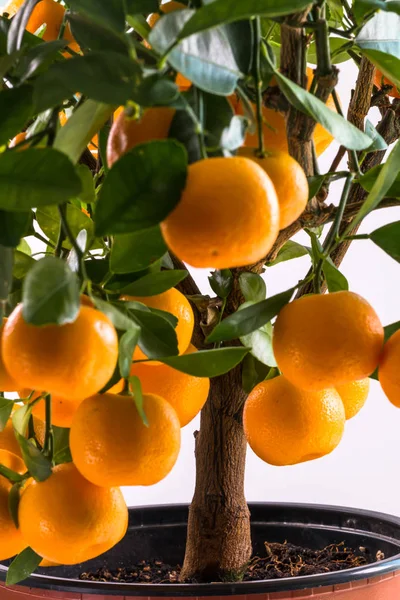 Citrofortunella ingår - Calamondin träd — Stockfoto