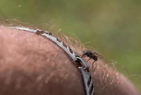 Voar empoleirado na mão do homem — Fotografia de Stock