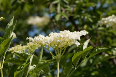 Yaşlı veya mürver (Sambucus nigra)