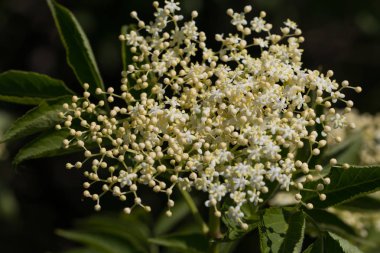 Yaşlı veya mürver (Sambucus nigra)
