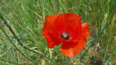 Kırmızı haşhaş yakın çekim