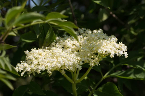 Yaşlı veya mürver (Sambucus nigra)