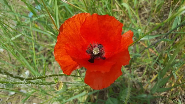Kırmızı haşhaş yakın çekim