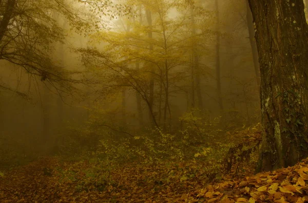 Uma floresta nebulosa — Fotografia de Stock