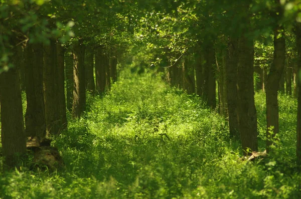 O caminho verde — Fotografia de Stock