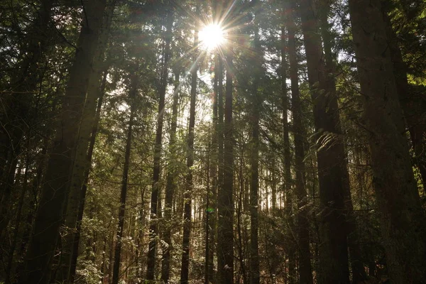 Solen Skiner Skogen — Stockfoto