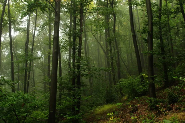 De florestas e névoas — Fotografia de Stock