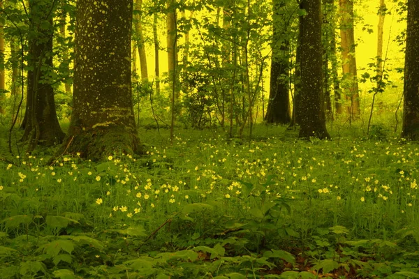 O verde é amarelo — Fotografia de Stock