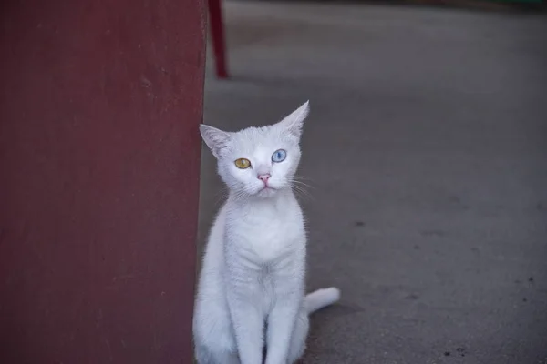 Um gato estranho — Fotografia de Stock