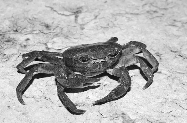 Crabe noir et blanc — Photo