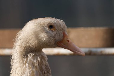 ıslak bir ördek kıyıda aittir