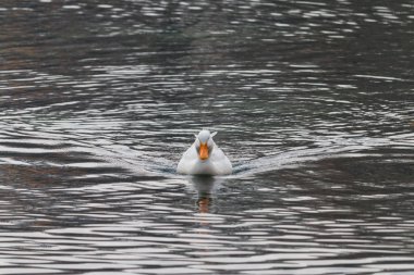 Gölde yüzen ördekler