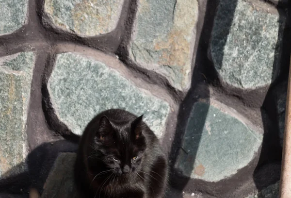 通りに黒い猫が — ストック写真