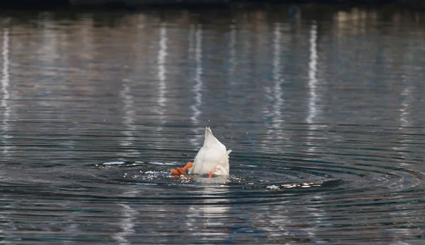 Pesca do pato — Fotografia de Stock