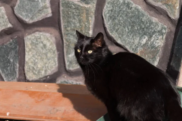 길 위의 검은 고양이 — 스톡 사진