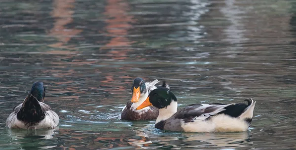 Patos nadando em um lago — Fotografia de Stock