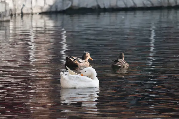 Enten schwimmen in einem See — Stockfoto