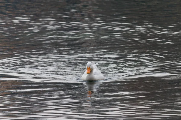 Patos nadando em um lago — Fotografia de Stock