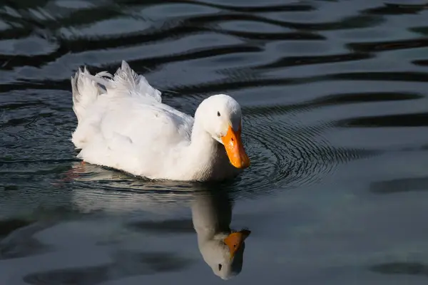 Patos nadando em um lago — Fotografia de Stock