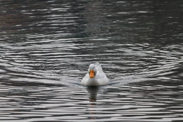 Patos nadando em um lago — Fotografia de Stock