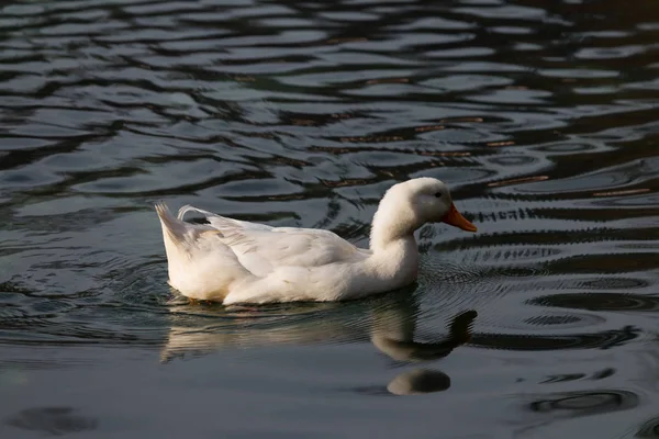 Eenden zwemmen in een meer — Stockfoto