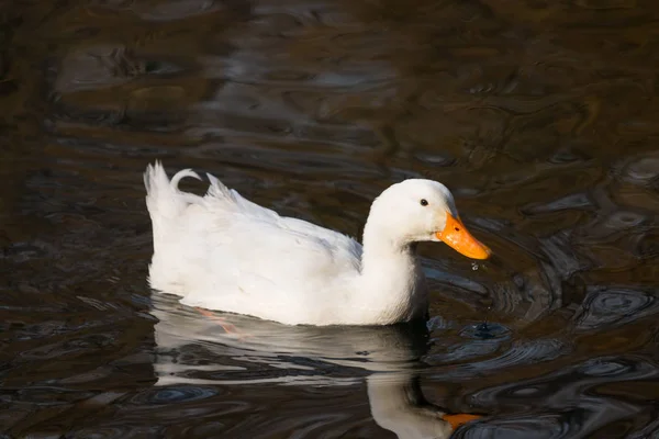 鸭子在湖中游泳 — 图库照片