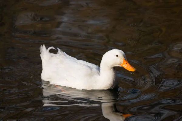 Patos nadando em um lago — Fotografia de Stock