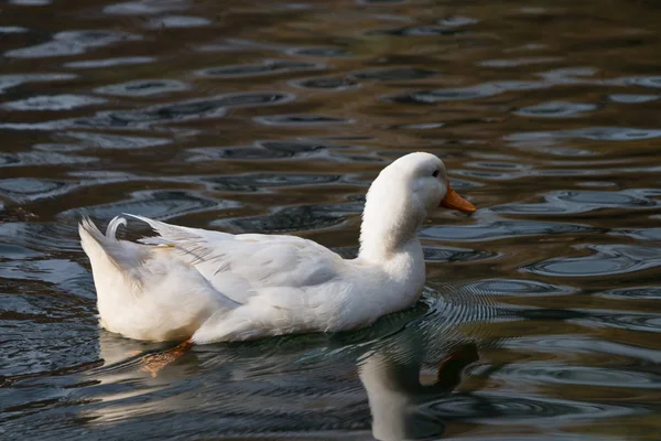 Ducks swimming in a lake — Stock Photo, Image