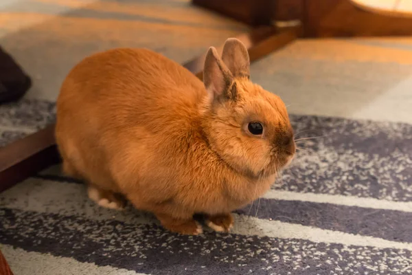 Un pequeño conejo bebé tirado en el suelo —  Fotos de Stock