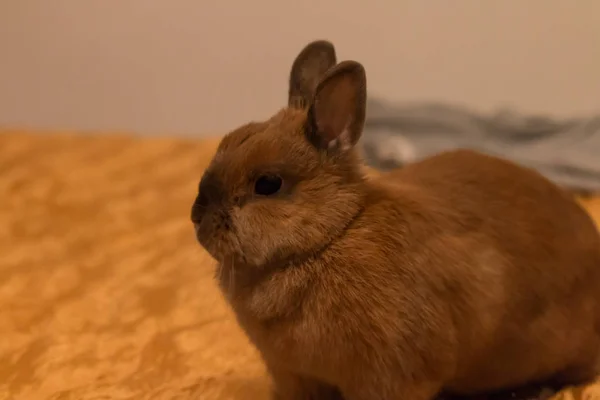 Ein kleines Kaninchen liegt auf dem Bett — Stockfoto