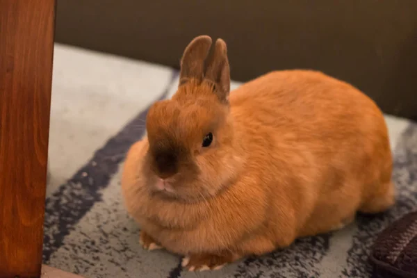 Un pequeño conejo bebé tirado en el suelo — Foto de Stock